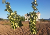 Xalet independent amb terreny en venda a la España, Onil, ref.: TR136250 foto