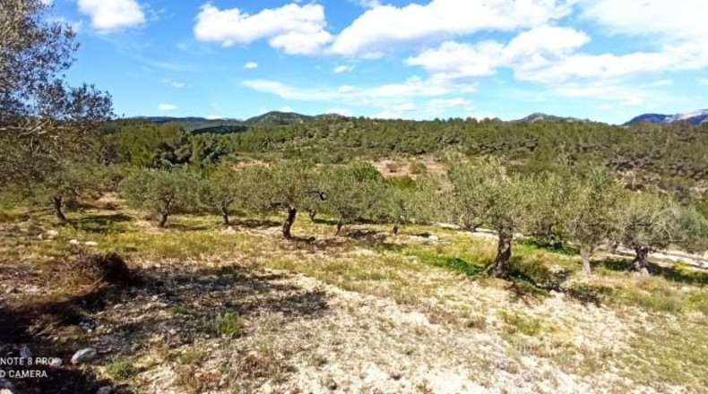 Tarragona - Tivissa - 38000m2