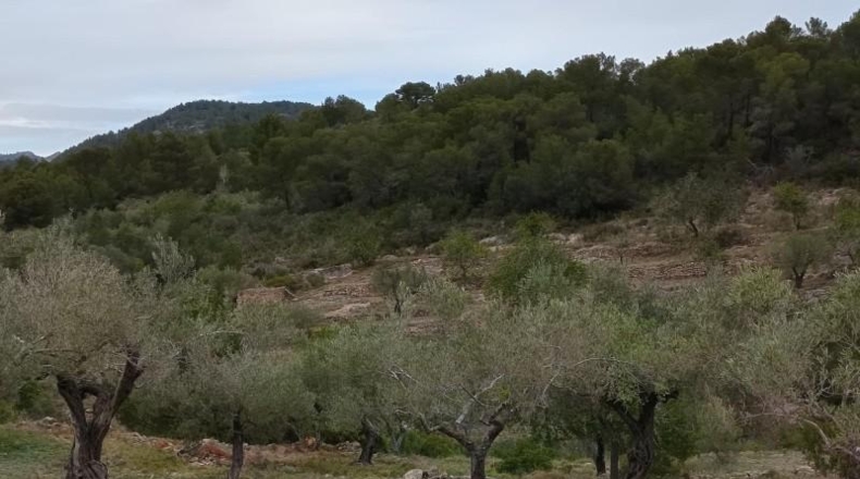 Tarragona - Tivissa - 38000m2