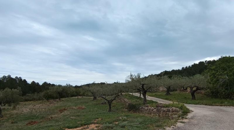 Tarragona - Tivissa - 38000m2