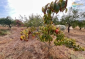 Загородный дом с участком на продажу в городе Lorca Фото