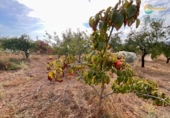 Загородный дом с участком на продажу в городе Lorca Фото