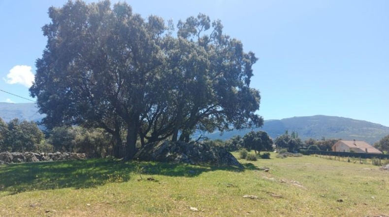 Segovia - Ortigosa del Monte - 8000m2