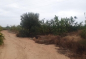 Terreny no urbanitzable en venda a la España, Sant Miquel de les Salines, ref.: TR156432 foto