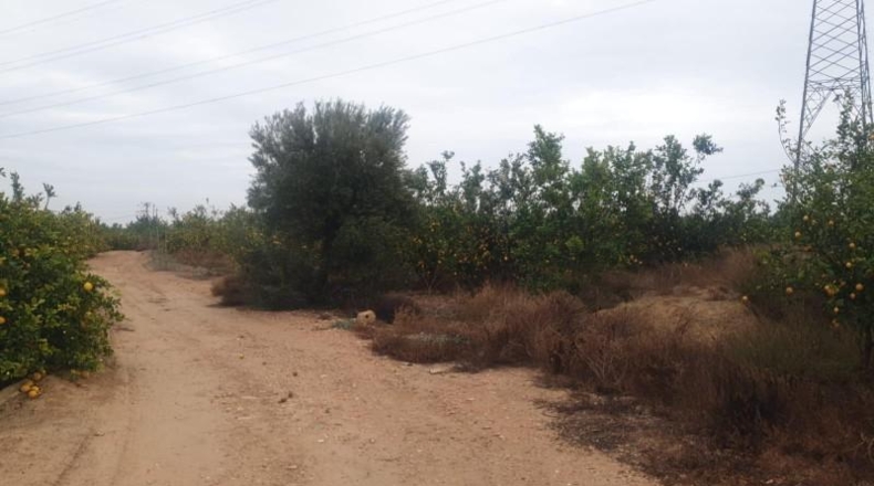 Alicante - San Miguel de Salinas - 34000m2