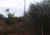Terreny no urbanitzable en venda a la España, Sant Miquel de les Salines, ref.: TR156432 foto