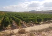 Terreny no urbanitzable en venda a la España, Agost, ref.: TR114874 foto