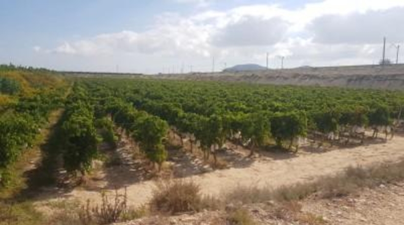 Alicante - Agost - 90000m2