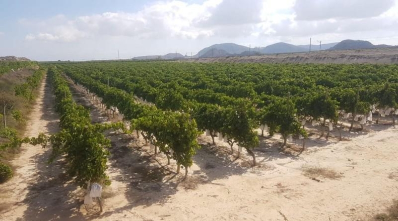 Alicante - Agost - 90000m2