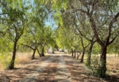 Casa de camp amb terreny en venda a la España, Fuente Álamo, ref.: TR328091 foto
