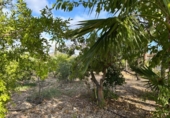 Chalet independiente con terreno en venta en la España, Novelda, ref: TR382982 foto