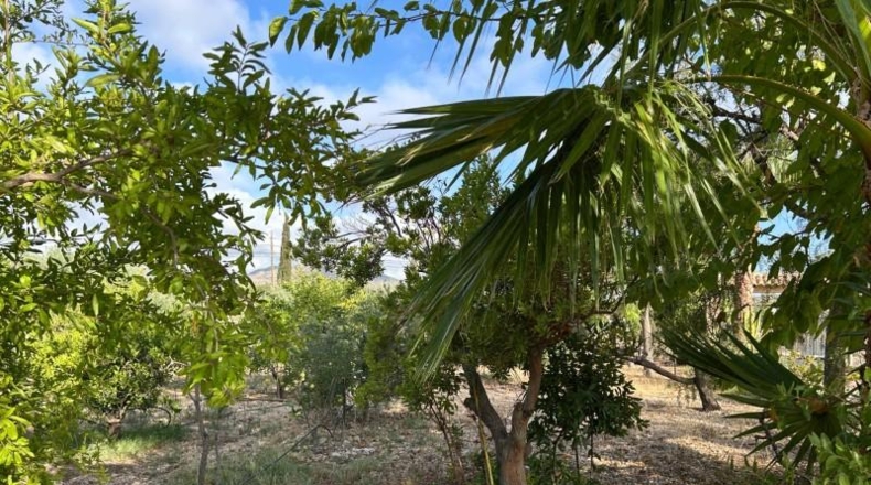 Alicante - Novelda - 6330m2