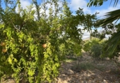 Chalet independiente con terreno en venta en la España, Novelda, ref: TR382982 foto