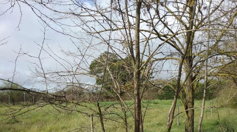 Badajoz - Badajoz - 18000m2