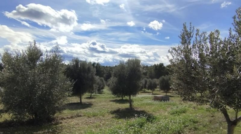 Teruel - Arens de Lledó - 118930m2