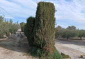 Casa de camp amb terreny en venda a la España, Puerto Lumbreras, ref.: TR221337 foto