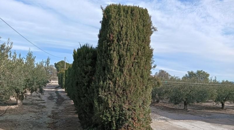 Murcia - Puerto Lumbreras - 51890m2