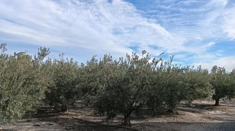 Murcia - Puerto Lumbreras - 51890m2