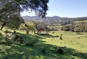 Cortes de la Frontera 170043&nbsp;m² 