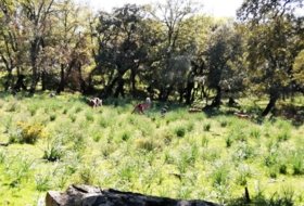 Cortes de la Frontera 170043&nbsp;m² 