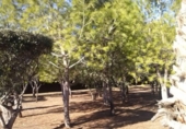 Xalet independent amb terreny en venda a la España, Navarrés, ref.: TR145915 foto