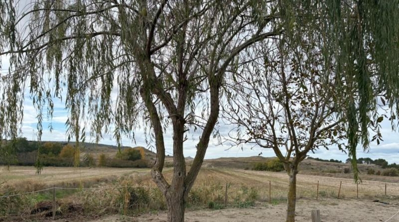 Huesca - Alcalá de Gurrea - 11000m2