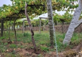 Xalet independent amb terreny en venda a la España, Vilanova de Arousa, ref.: TR149117 foto