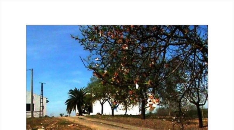 Córdoba - Lucena - 30000m2