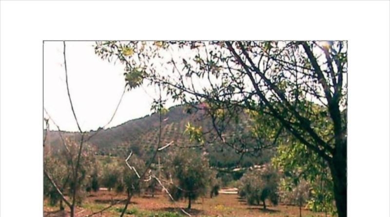 Córdoba - Lucena - 30000m2