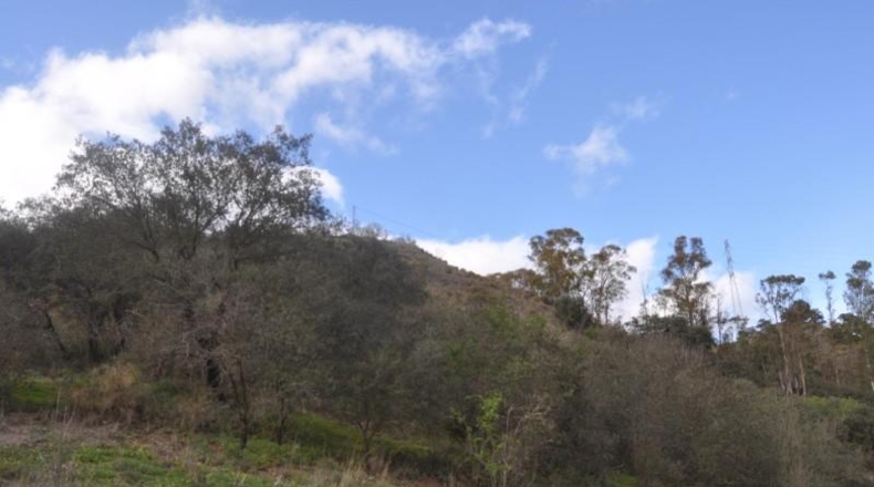 Malaga - Alhaurín el Grande - 22950m2