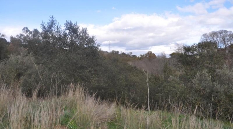 Malaga - Alhaurín el Grande - 22950m2