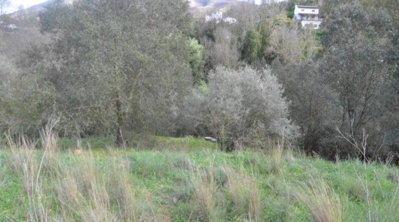 Malaga - Alhaurín el Grande - 22950m2
