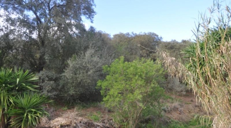 Malaga - Alhaurín el Grande - 22950m2