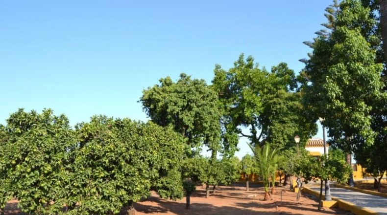 Sevilla - Sanlúcar la Mayor - 350m2