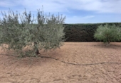 Chalet independiente con terreno en venta en la España, Torre-Pacheco, ref: TR380947 foto