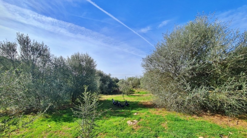 Islas Baleares - Sineu - 10000m2