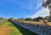 Casa de camp amb terreny en venda a la España, Sineu, ref.: TR158662 foto