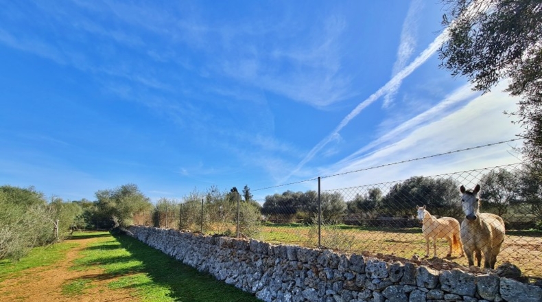 Islas Baleares - Sineu - 10000m2