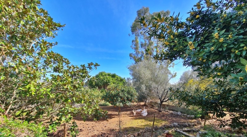Islas Baleares - Sineu - 10000m2