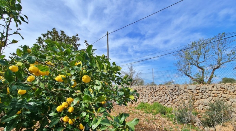 Islas Baleares - Sineu - 10000m2