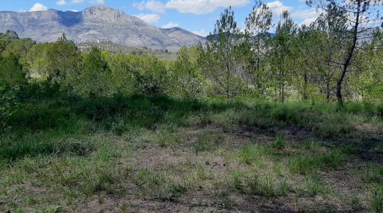 Alicante - Planes - 378378m2