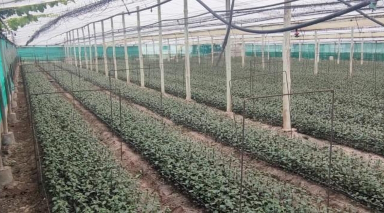 Cádiz - Sanlúcar de Barrameda - 11000m2