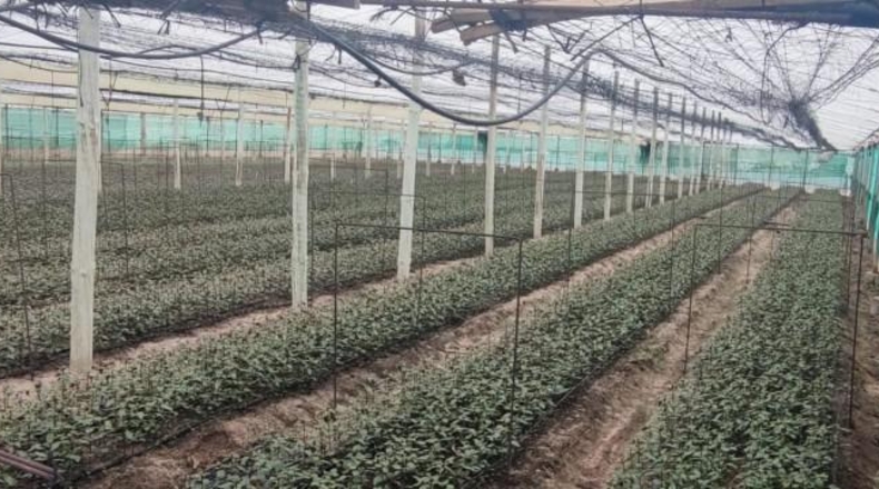 Cádiz - Sanlúcar de Barrameda - 11000m2