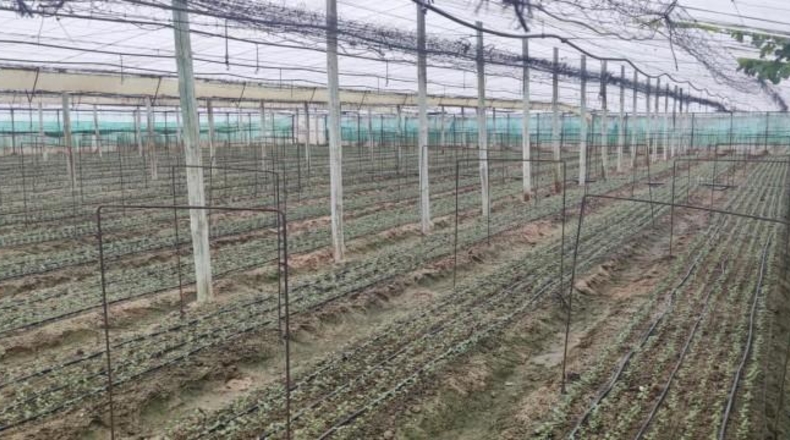 Cádiz - Sanlúcar de Barrameda - 11000m2