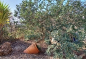 Casa de campo con terreno en venta en la España, Murcia, ref: TR191995 foto