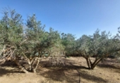 Casa de campo con terreno en venta en la España, Murcia, ref: TR191995 foto