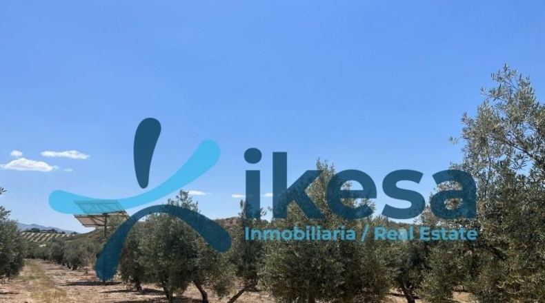 Jaen - Peal de Becerro - 83471m2