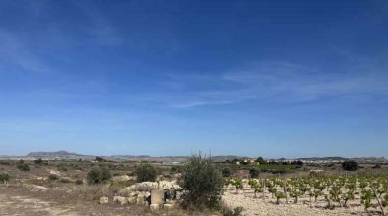 Alicante - Novelda - 123000m2