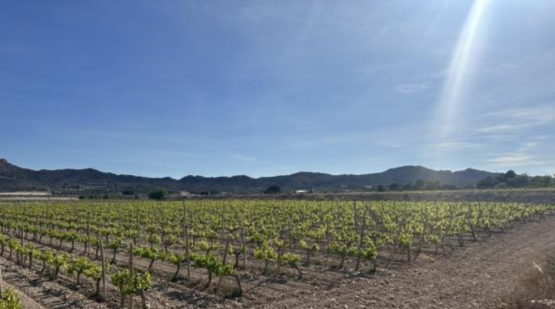 Alicante - Novelda - 123000m2