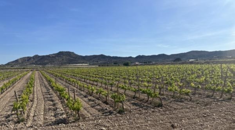 Alicante - Novelda - 123000m2